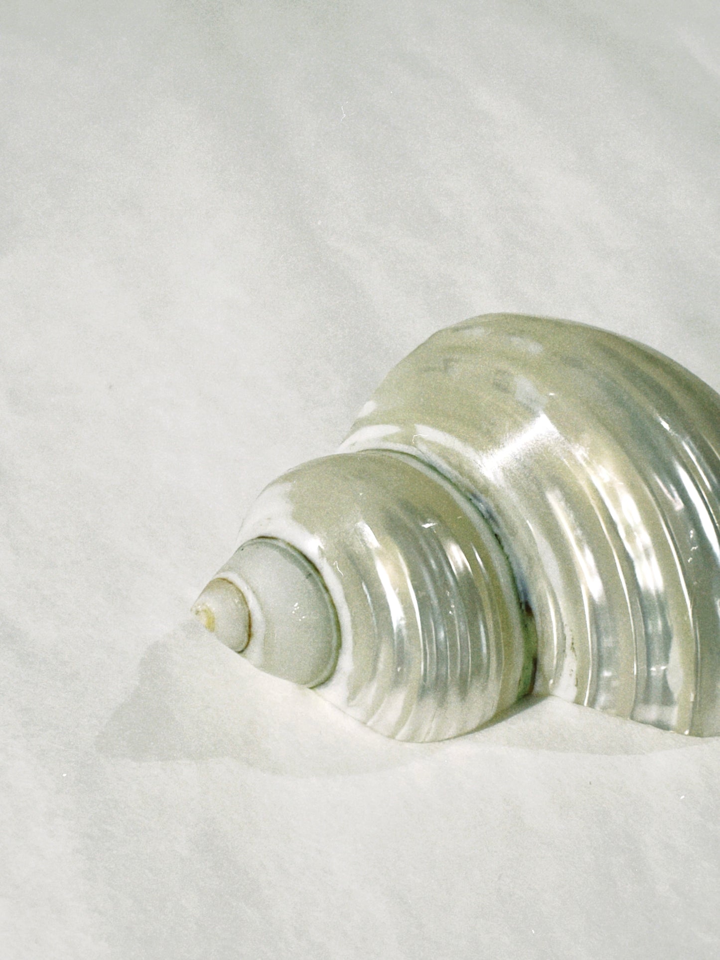 no. 11 - le coquillage