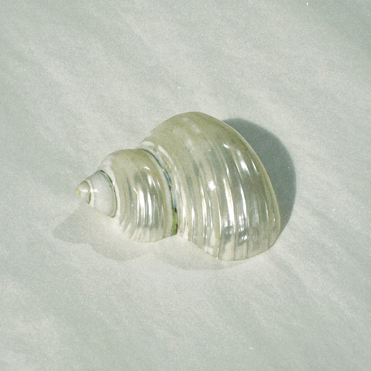 no. 11 - le coquillage
