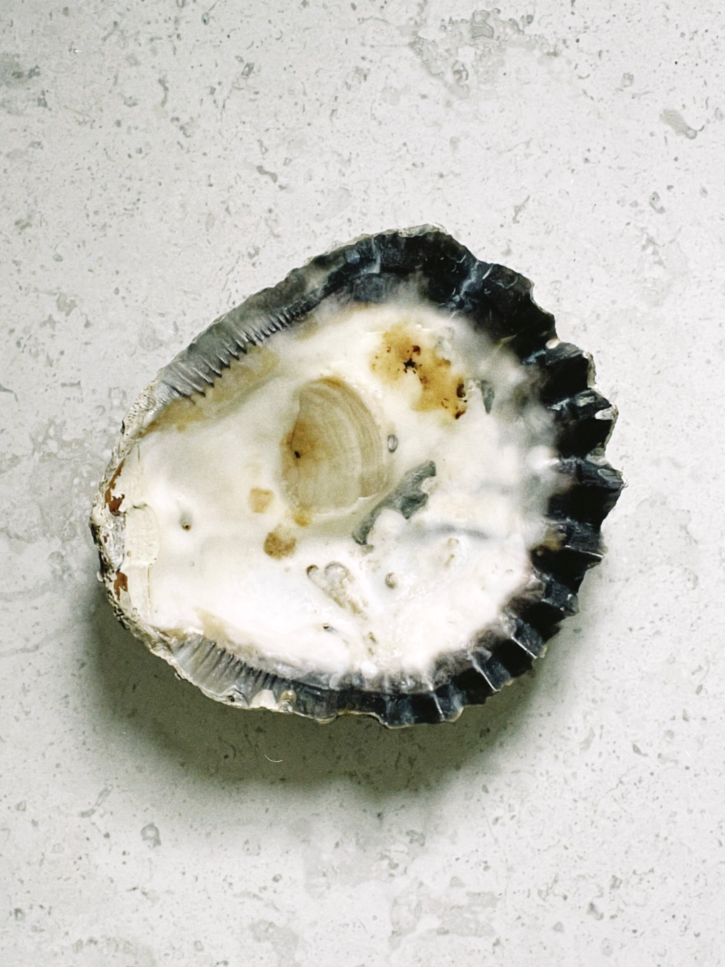no. 04 - le coquillage