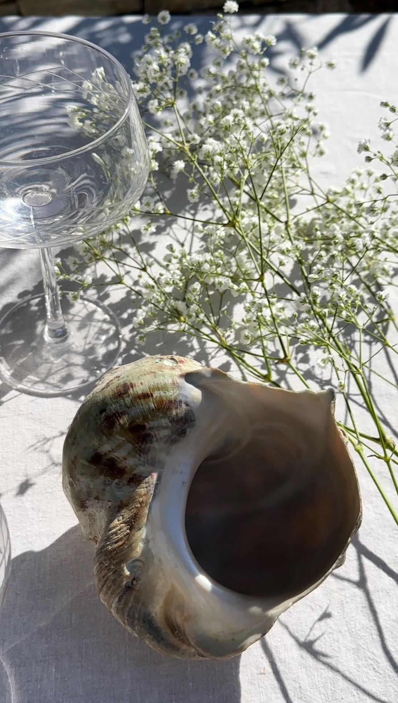 Coquillage sous le soleile de la provence 