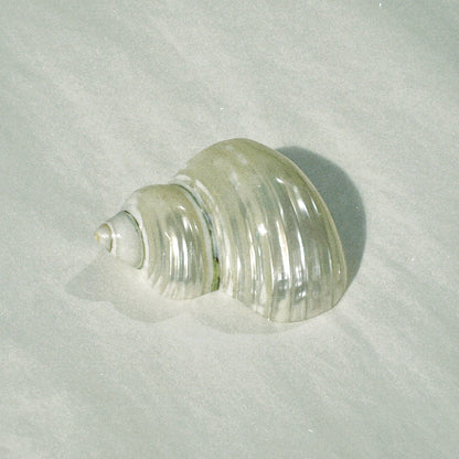 no. 11 - le coquillage