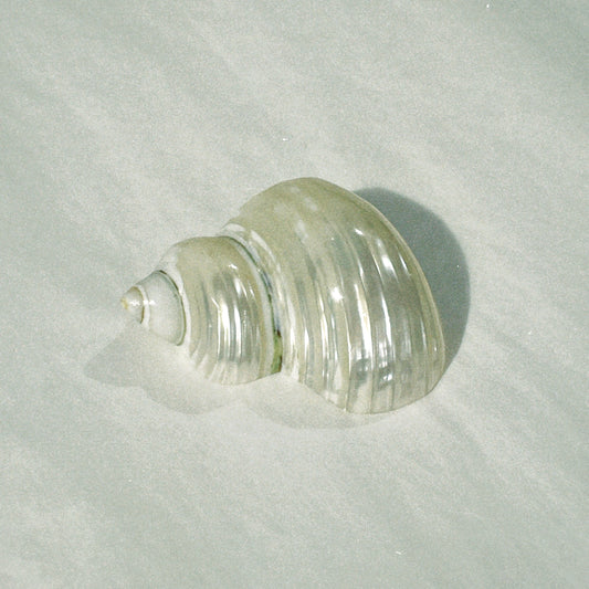 no. 11 - le coquillage