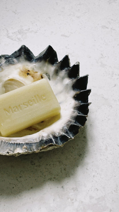 no. 04 - le coquillage