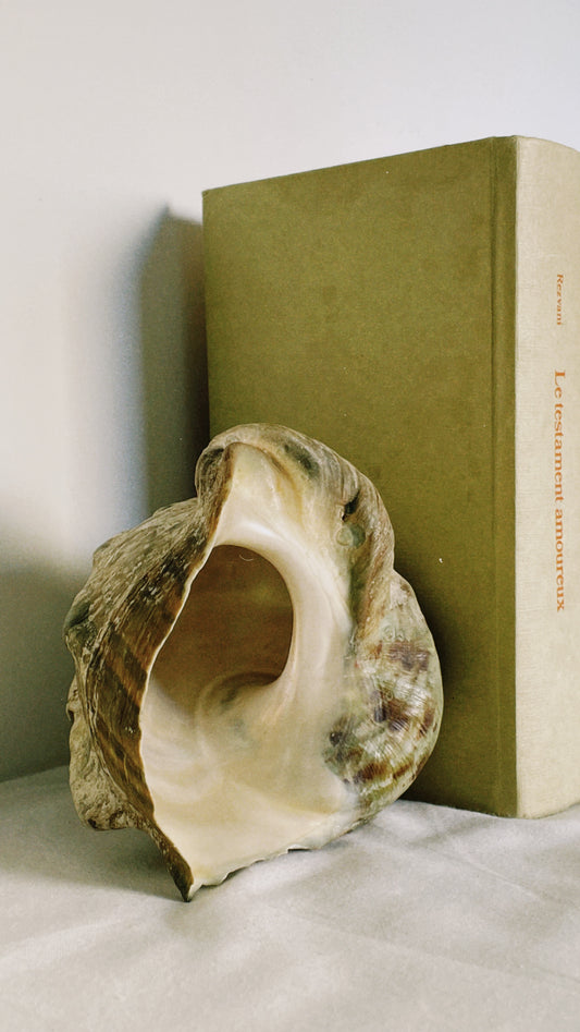 no. 31 - serre-livres coquillages